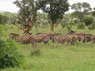 africa3